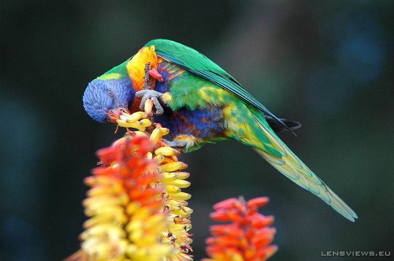Rainbow Lorikeet 114 